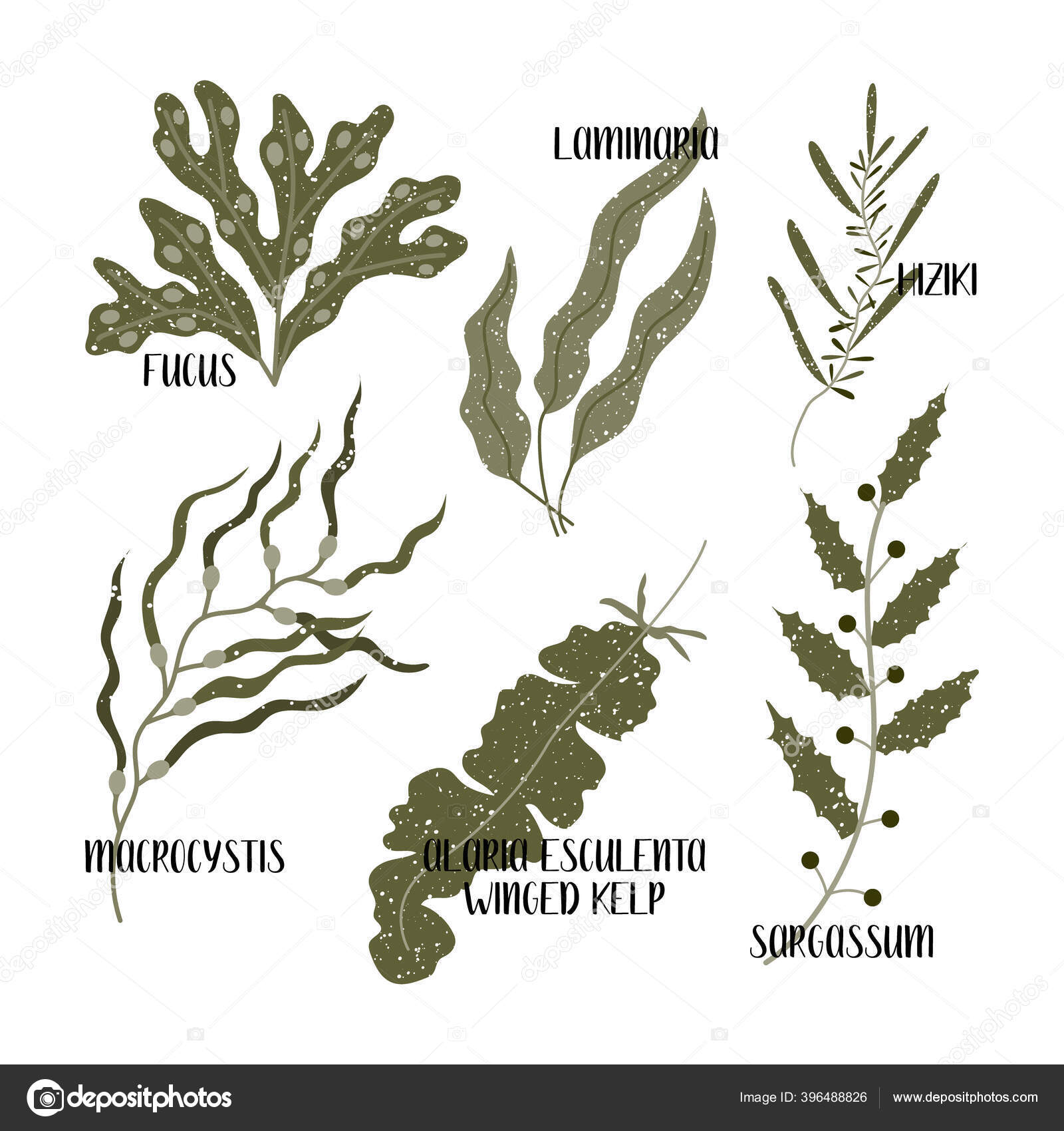 sargassum edible
