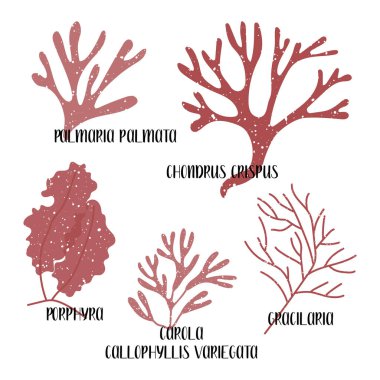 Yenilebilir yosun seti. Kırmızı yosun ya da Rodophyta. Porphyra, Gracilaria, Palmaria palmata, Chondrus crispus, Callophyllis variegata, Carola. Deniz sebzeleri. Beyaz üzerine izole edilmiş vektör düz illüstrasyon