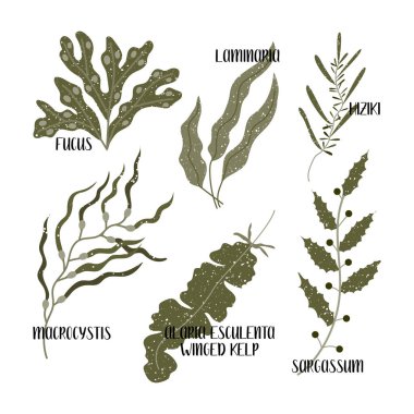Yenilebilir yosun seti. Kahverengi algler veya Phaeophyceae. Fucus, Laminaria, Hiziki, Sargassum, Macrocystis, kanatlı yosun, Alaria esculenta. Deniz sebzeleri. Beyaz üzerine izole edilmiş vektör düz illüstrasyon