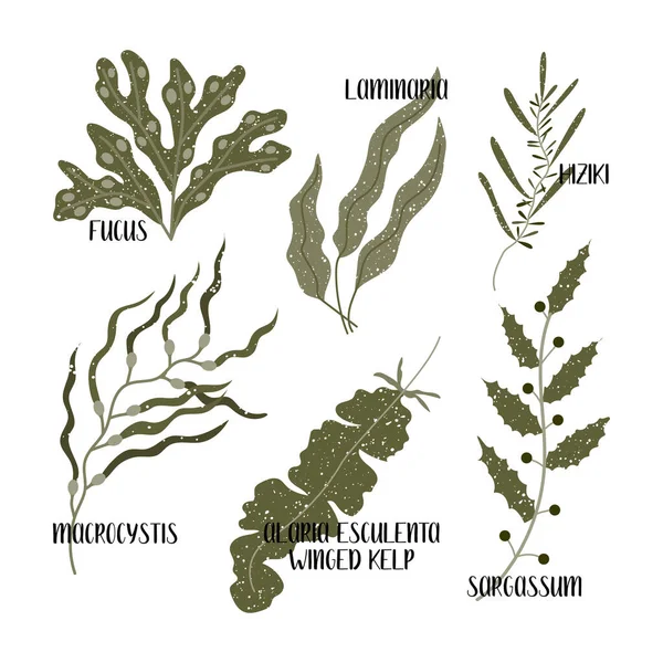 Yenilebilir yosun seti. Kahverengi algler veya Phaeophyceae. Fucus, Laminaria, Hiziki, Sargassum, Macrocystis, kanatlı yosun, Alaria esculenta. Deniz sebzeleri. Beyaz üzerine izole edilmiş vektör düz illüstrasyon