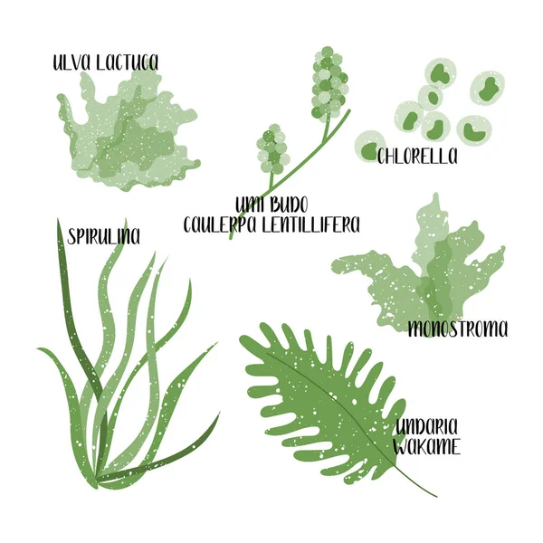 Eetbaar Zeewier Groene Algen Zeegroenten Umi Budo Caulerpa Lentillifera Chlorella — Stockvector