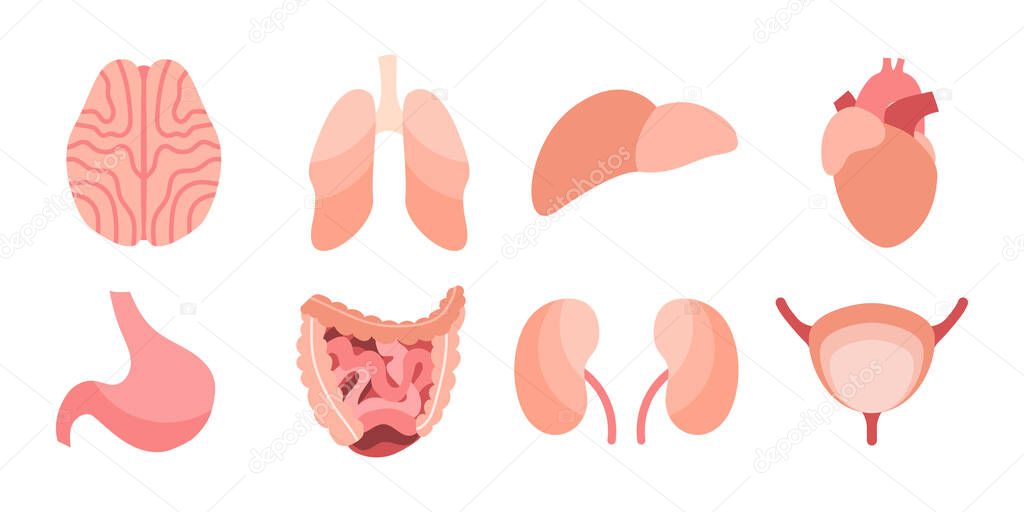 Internal human organs. Brain, lungs, liver, heart, stomach, intestines, kidneys, bladder. Vector flat illustration. Perfect for flyer, medical brochure, banner, landing page, website