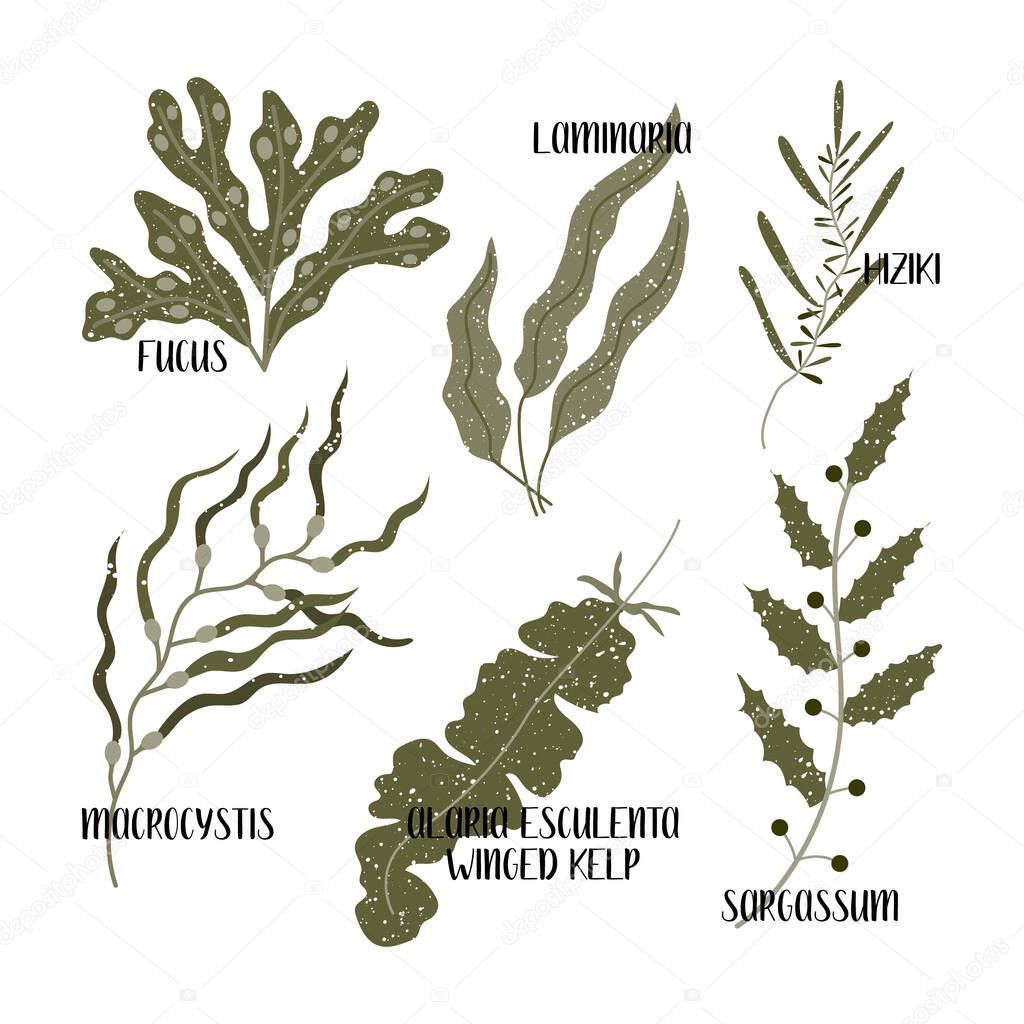 Set of edible seaweeds. Brown algae or Phaeophyceae. Fucus, Laminaria, Hiziki, Sargassum, Macrocystis, Winged kelp, Alaria esculenta. Sea vegetables. Vector flat illustration, isolated on white