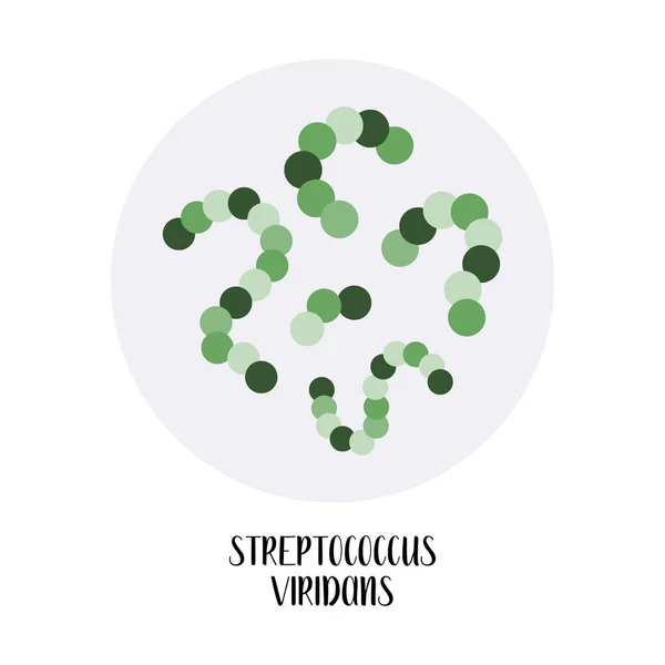 Streptococcus Viridans Bacterias Esféricas Grampositivas Morfología Microbiología Ilustración Plana Del — Vector de stock