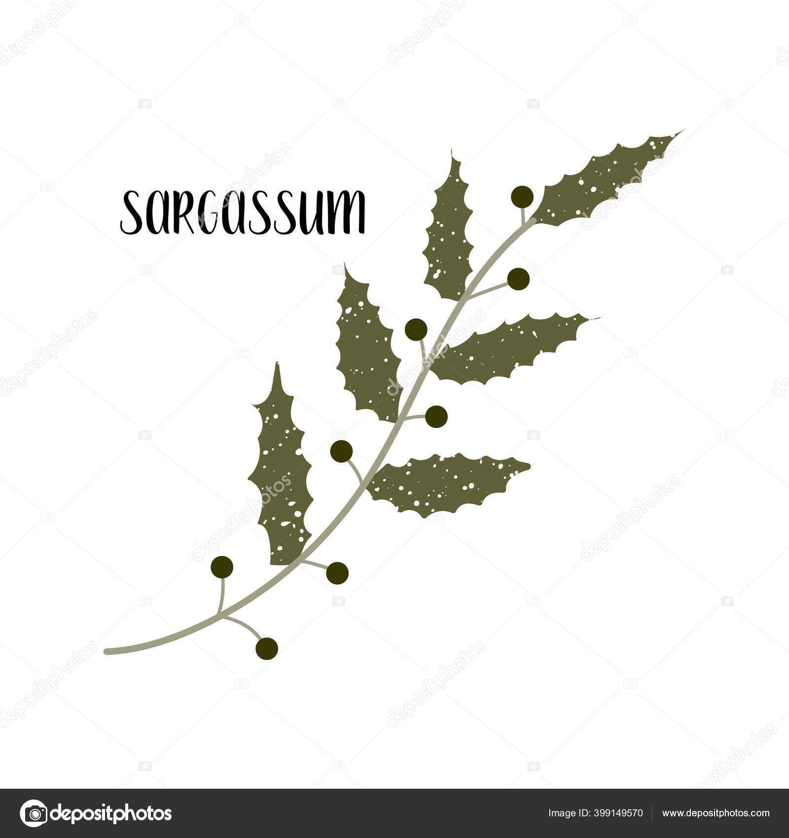sargassum edible