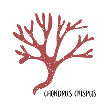 Chondrus crispus. Edible seaweed. Red algae or Rhodophyta. Sea vegetable. Vector flat illustration, isolated on white clipart