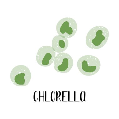 Chlorella. Edible seaweed. Green algae. Sea vegetable. Vector flat illustration, isolated on white clipart