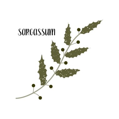 Sargassum. Yenilebilir yosun seti. Kahverengi algler veya Phaeophyceae. Deniz sebzeleri. Beyaz üzerine izole edilmiş vektör düz illüstrasyon
