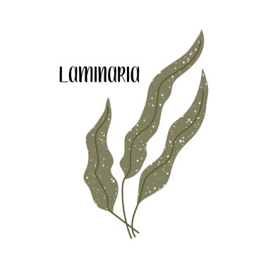 Laminaria 'da. Yenilebilir yosun seti. Kahverengi algler veya Phaeophyceae. Deniz sebzeleri. Beyaz üzerine izole edilmiş vektör düz illüstrasyon