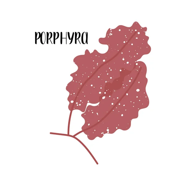 Porphyre Des Algues Comestibles Algues Rouges Rhodophyta Légumes Mer Illustration — Image vectorielle