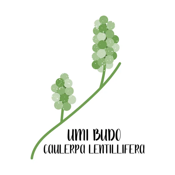 Umi Budo Caulerpa Lentillifera Edible Seaweed Green Algae Sea Vegetable — Stock Vector