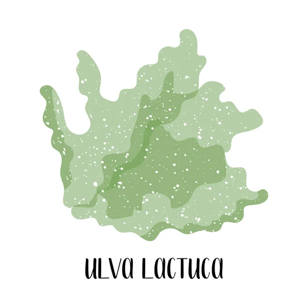 Ulva Lactuca Algas Comestibles Algas Verdes Hortalizas Marinas Ilustración Plana — Archivo Imágenes Vectoriales