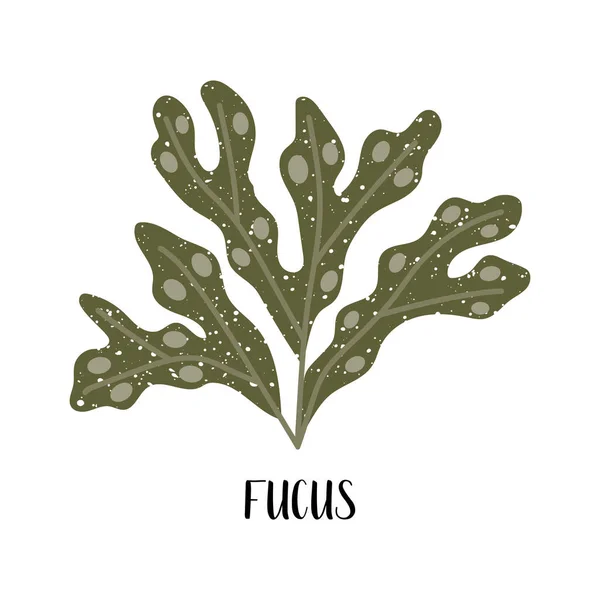 Fucus Conjunto Algas Comestibles Algas Pardas Phaeophyceae Verduras Marinas Ilustración — Vector de stock