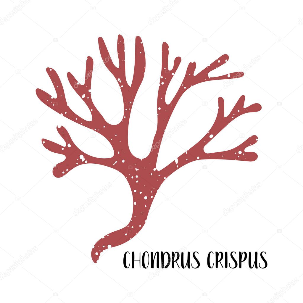 Chondrus crispus. Edible seaweed. Red algae or Rhodophyta. Sea vegetable. Vector flat illustration, isolated on white