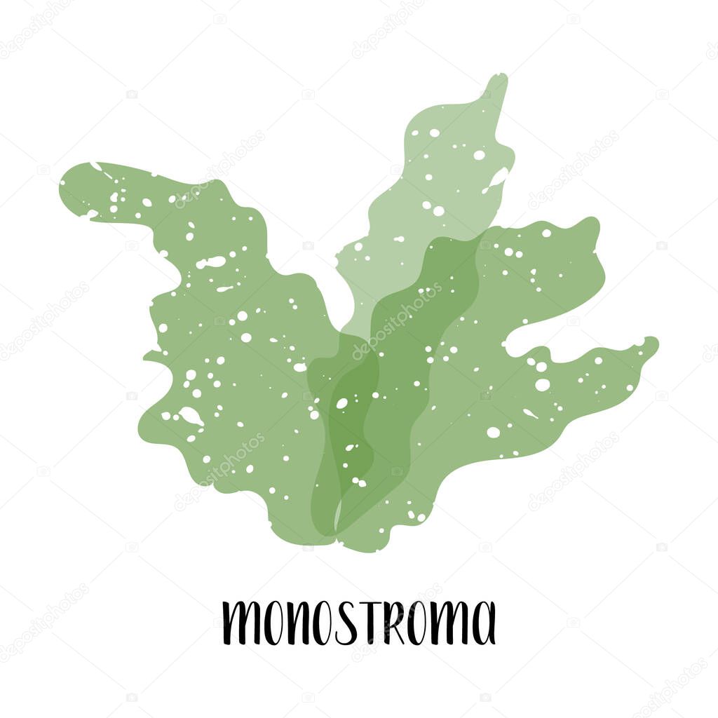 Monostroma. Edible seaweed. Green algae. Sea vegetable. Vector flat illustration, isolated on white