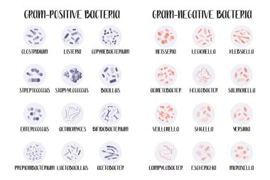 Gram-positive and gram-negative bacteria.  Bacteria classification, different genus. Morphology. Microbiology. Vector flat illustration clipart