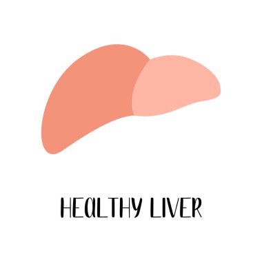 Sağlıklı karaciğer. Hepatoloji. Vektör düz çizim. Broşür, broşür ve pankart için mükemmel.