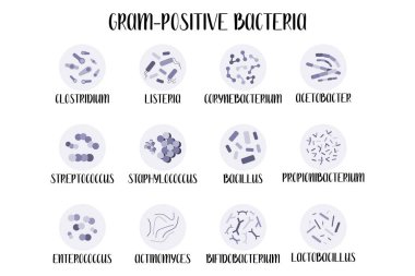 Gram-positive bacteria, genus. Acetobacter, Lactobacillus, Propionibacterium, Bifidobacterium, Corynebacterium, Actinomyces, Enterococcus, Bacillus, Staphylococcus, Streptococcus, Listeria, Clostridium clipart