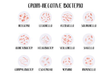 Gram negatif bakteri, sınıflandırma, cinsiyet. Moraxella, Escherichia, Campylobacter, Klebsiella, Lejyonella, Neisseria, Salmonella, Helicobacter, Acinetobacter, Yersinia, Shigella, Veillonella vektörü