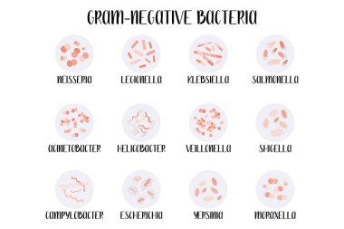 Gram-negative bacteria, classification, genus. Moraxella, Escherichia, Campylobacter, Klebsiella, Legionella, Neisseria, Salmonella, Helicobacter, Acinetobacter, Yersinia, Shigella, Veillonella vector clipart