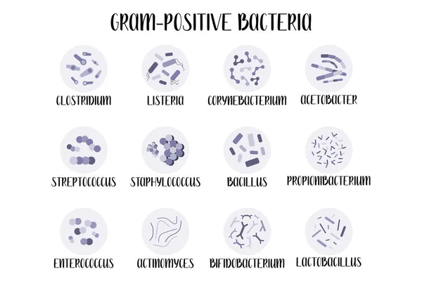Bacterias Grampositivas Género Acetobacter Lactobacillus Propionibacterium Bifidobacterium Corynebacterium Actinomyces Enterococcus — Vector de stock