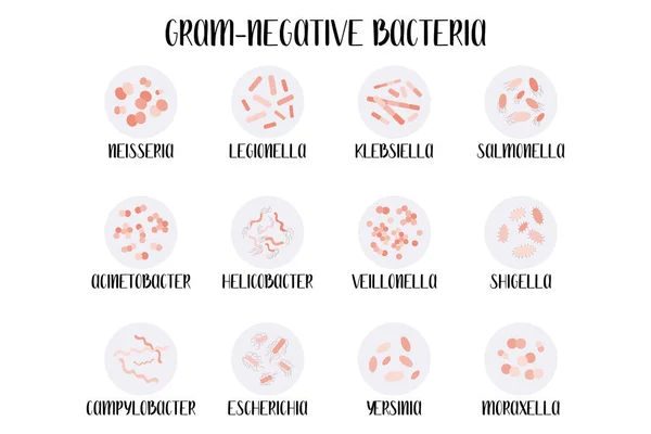 Gram Negativa Bakterier Klassificering Släkte Moraxella Escherichia Campylobacter Klebsiella Legionella — Stock vektor