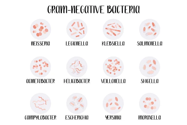 Gram negatif bakteri, sınıflandırma, cinsiyet. Moraxella, Escherichia, Campylobacter, Klebsiella, Lejyonella, Neisseria, Salmonella, Helicobacter, Acinetobacter, Yersinia, Shigella, Veillonella vektörü