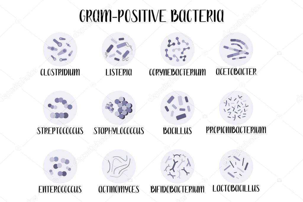 Gram-positive bacteria, genus. Acetobacter, Lactobacillus, Propionibacterium, Bifidobacterium, Corynebacterium, Actinomyces, Enterococcus, Bacillus, Staphylococcus, Streptococcus, Listeria, Clostridium