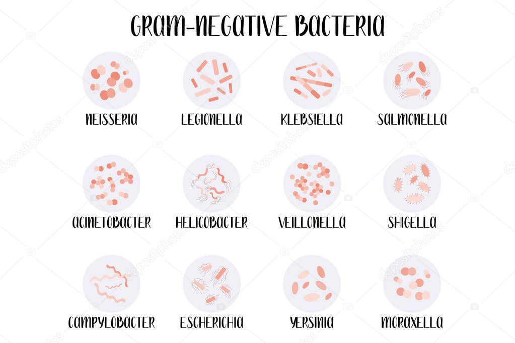 Gram-negative bacteria, classification, genus. Moraxella, Escherichia, Campylobacter, Klebsiella, Legionella, Neisseria, Salmonella, Helicobacter, Acinetobacter, Yersinia, Shigella, Veillonella vector