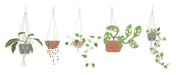 用悬挂在花盆中的空气室内植物放置 城市丛林 家庭园艺 手绘矢量图以平面卡通风格 完美的海报 印刷品 — 图库矢量图片
