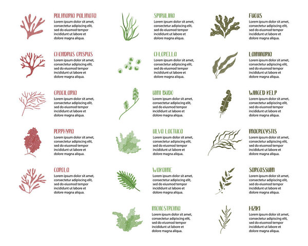 Big set of edible seaweeds. Brown, red and green algae. Sea vegetables. Vector flat cartoon illustration, isolated on white