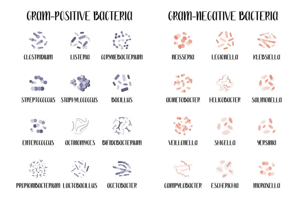 Bacterias Grampositivas Gramnegativas Clasificación Bacterias Género Diferente Morfología Microbiología Ilustración — Vector de stock