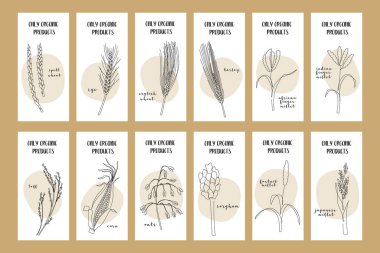 Tahıl mahsullü el ilanları: buğday, çavdar, arpa, yulaf, teff, mısır, darı, sorghum. Vektör sürekli çizgi sanatı. Logo, ambalaj tasarımı, simge, kartvizit ve yiyecek pankartları için mükemmel