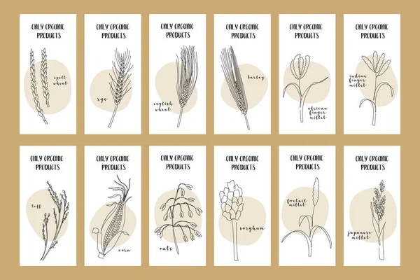 Set of flyers with grain crops: wheat, rye, barley, oats, teff, corn, millet, sorghum. Vector continuous line art. Perfect for logo, packaging design, icon, business cards, food banners — Stock Illustration Set Flyers Grain Crops Wheat Rye Barley Oats Teff Corn Stock Vector