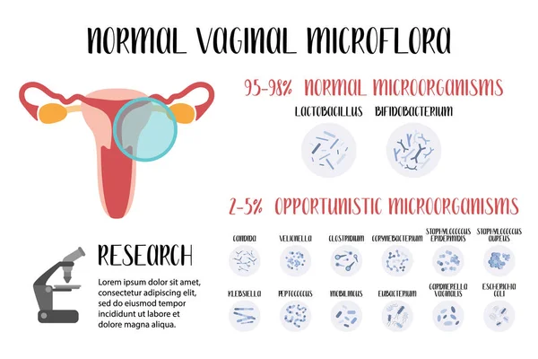 Microflora Vaginal Normal Lactobacilo Bifidobactéria Microrganismos Patogénicos Normais Oportunistas Sistema —  Vetores de Stock