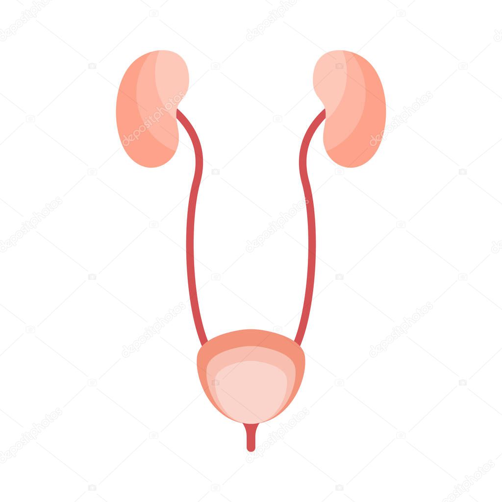 Urinary system. Kidney and bladder. Vector flat illustration. Perfect for flyer, medical brochure