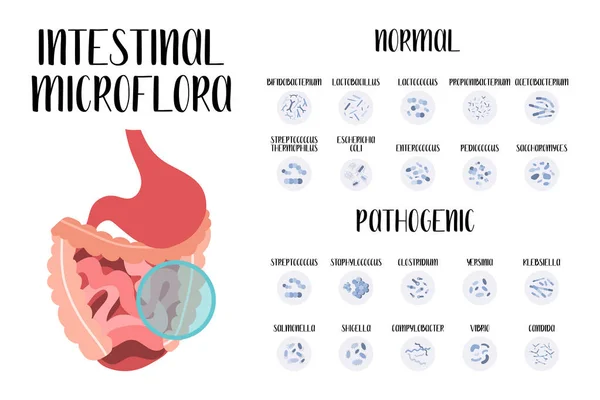 Microflora Intestinal Bacterias Normales Patógenas Para Estómago Intestino Intestino Microorganismo — Vector de stock