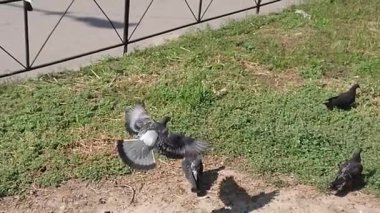 Yavaş çekim video 4k kuş un sinek doğada, vahşi