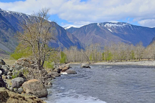 Orilla Río Montaña Encuentran Grandes Piedras Árboles Crecen —  Fotos de Stock