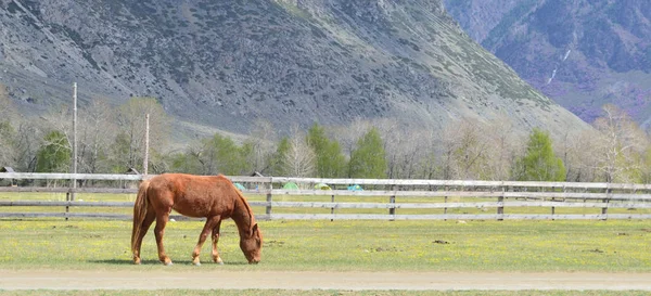 Ein Pferd Kneift Frisches Gras Auf Einer Weide Einem Gebirgstal — Stockfoto