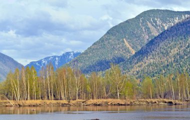 Teletskoye Lake, Gorny altay, Rusya kumlu bir adada ağaçlar büyümek