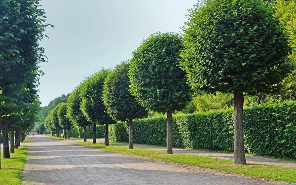 Bijgesneden Bomen Staan Langs Steegjes Van Het Stadspark — Stockfoto