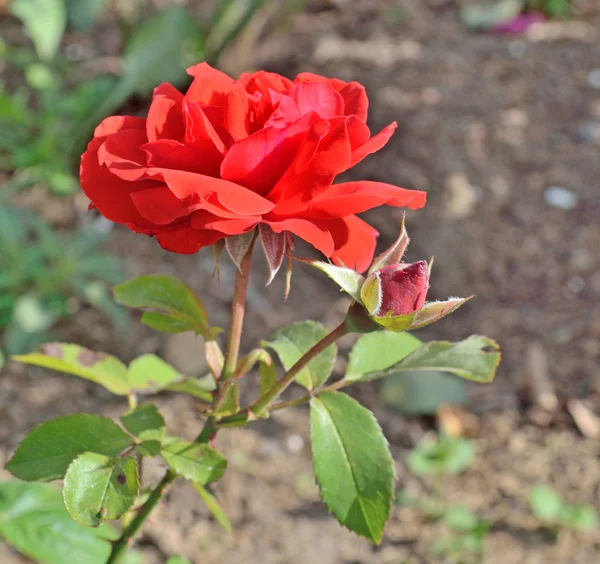 Rosa Vermelha Com Botão Não Soprado Cresce Canteiro Flores Parque — Fotografia de Stock