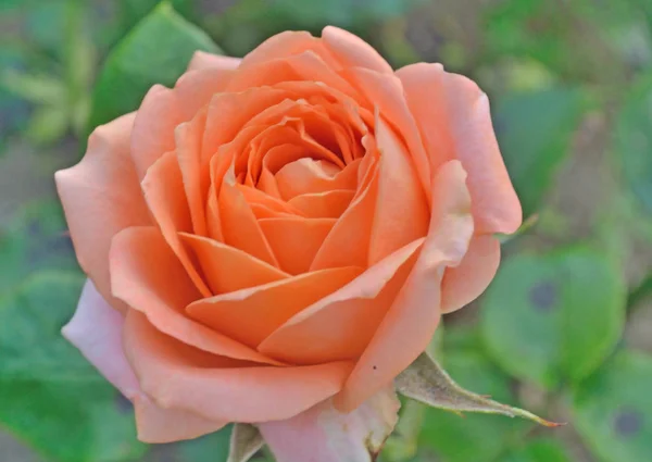 Oranzhevaya Rose Växer Blomma Säng Stadspark — Stockfoto