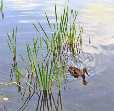 Gri ördek göle uzun otların arasında kıyı boyunca yüzen