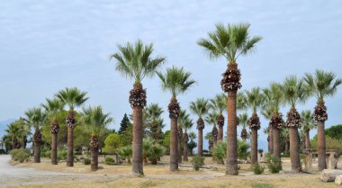 üst üste bir şehir parkı tarihi palms büyümek