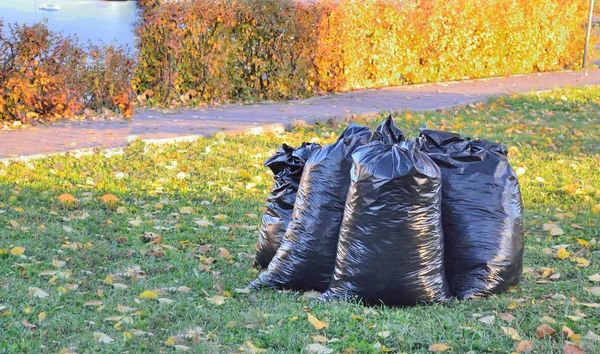 Folhas Caídas Coletadas Saco Lixo Grande — Fotografia de Stock