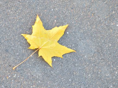 bir akçaağaç yaprağı bir ağaçtan düştü ve bir asfalt yolda uzandı