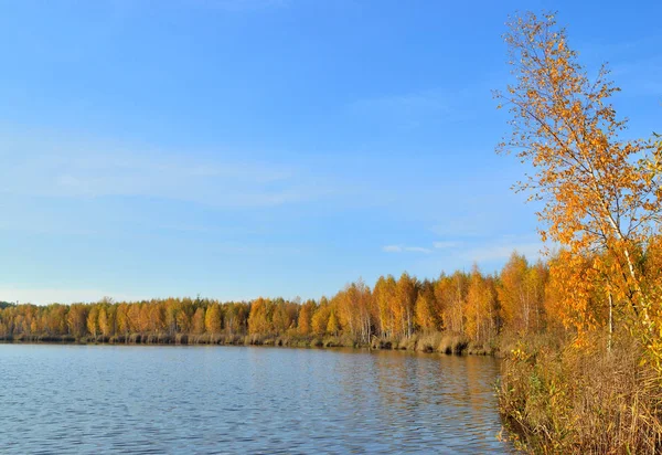 Golden Autumn Lake Trees Yellow Leaves Reflected Water — Stok fotoğraf