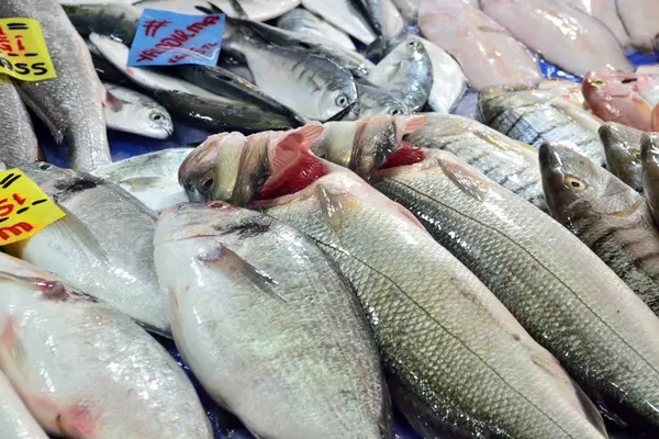 Muchos Peces Marinos Diferentes Encuentran Mostrador Compras —  Fotos de Stock